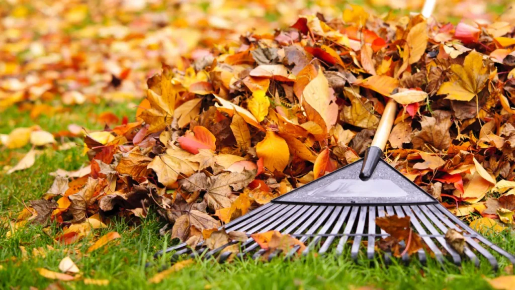 How Much Does It Usually Cost to Rake Leaves?