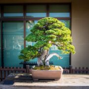 How Much Light Does a Bonsai Tree Need