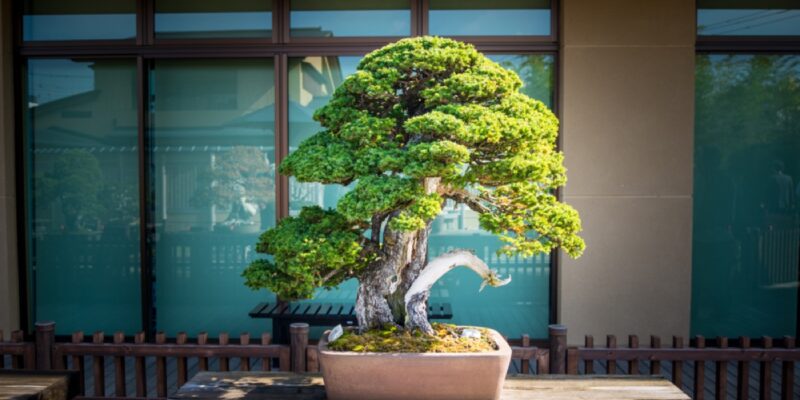How Much Light Does a Bonsai Tree Need