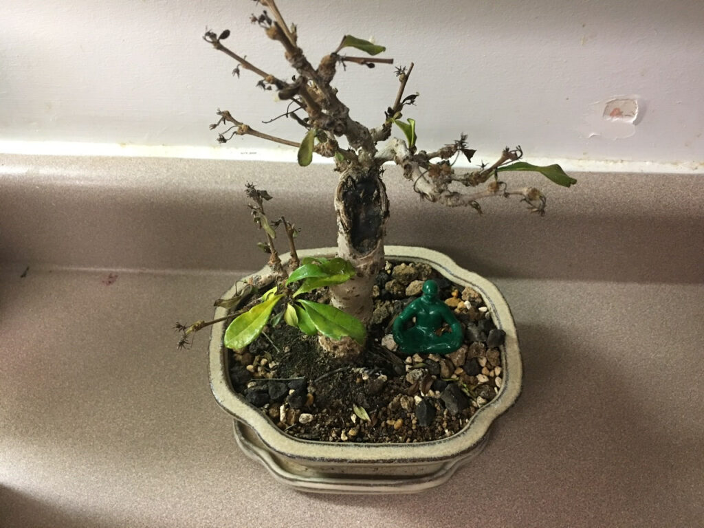 Signs of Overwatered Bonsai