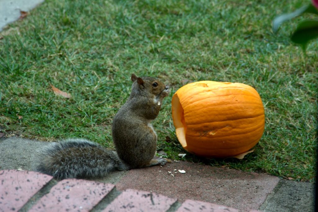 Squirrel Natural Behavior and Characteristics