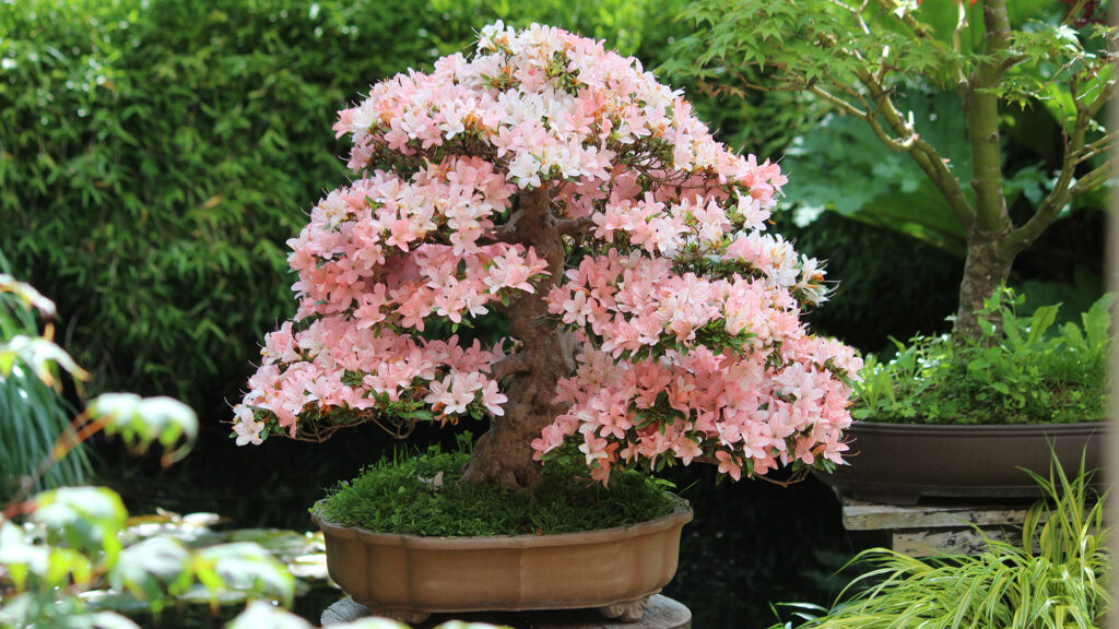 pink bonsai 