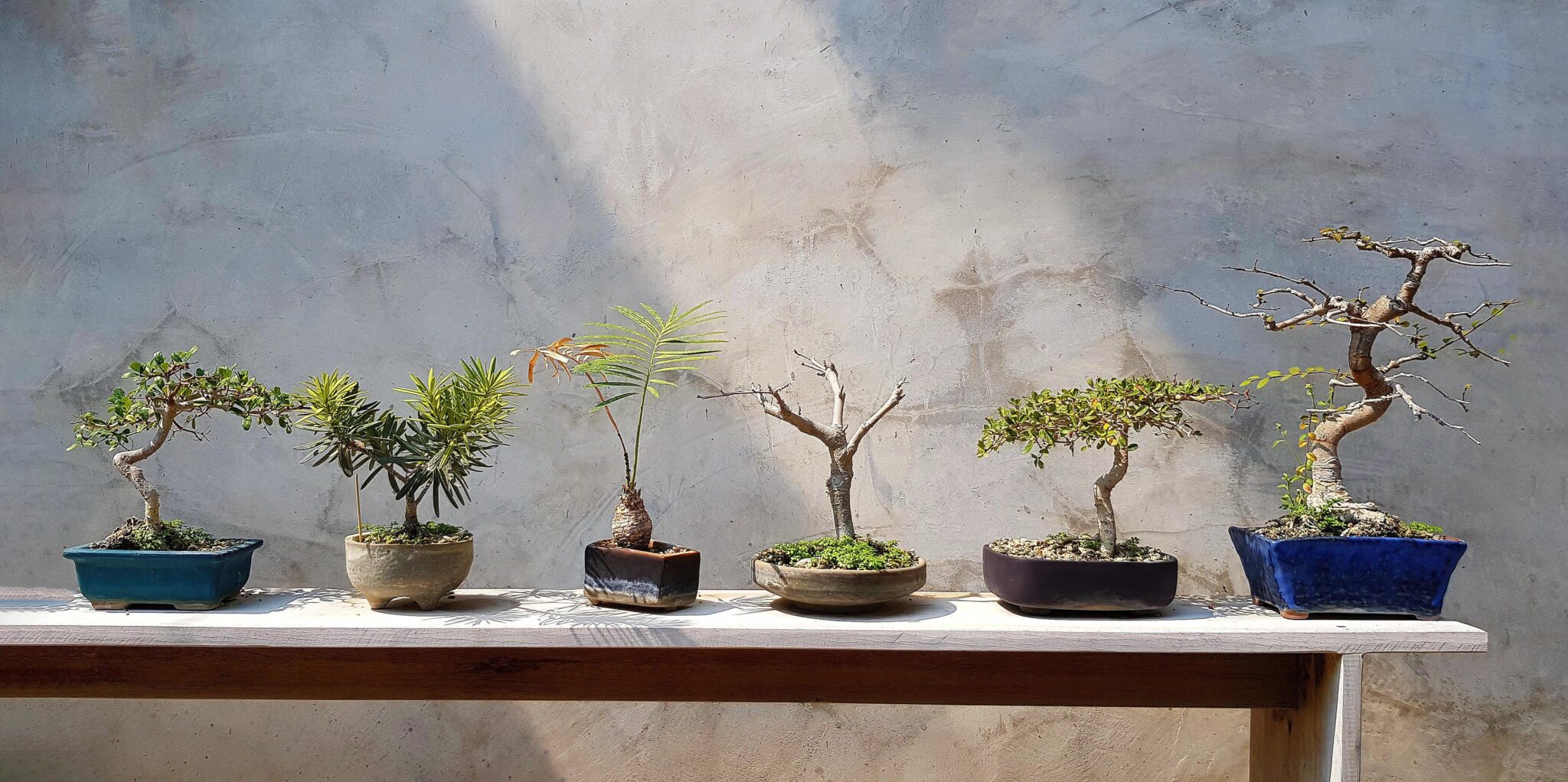 How Much Light Does a Bonsai Tree Need Organize With Sandy
