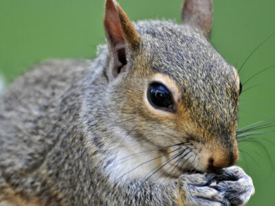 What Are the Benefits of Squirrels in Your Yard?