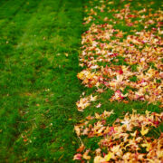 What Month Should You Rake Leaves?