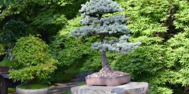 What Should You Not Do with a Bonsai Tree?