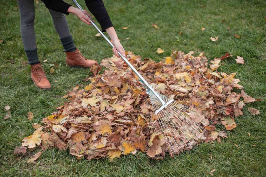 What You Mustn’t Do with Fallen Leaves?