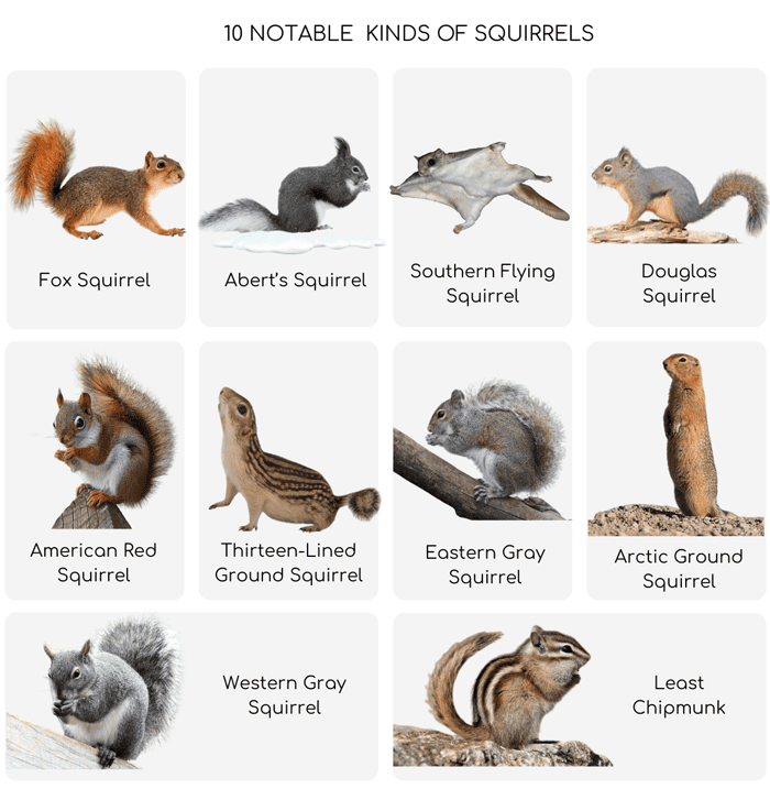 Kind' of Squirrels