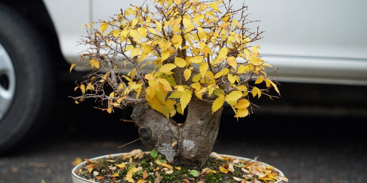 Why is My Bonsai Plant Turning Yellow Organize With Sandy