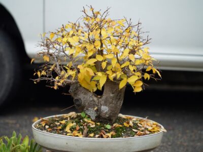 Yellow,Leaves,Bonsai,In,A,Roadside,Japan