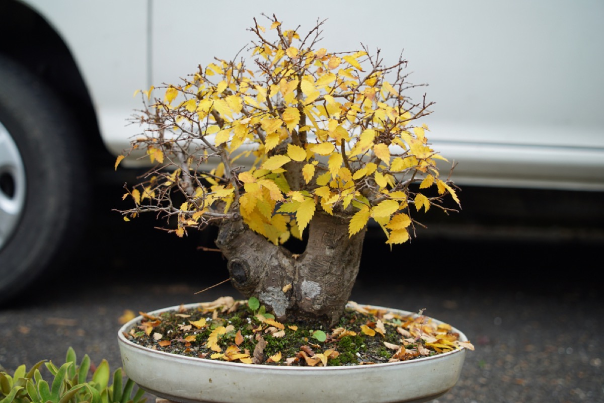 Why is My Bonsai Plant Turning Yellow Organize With Sandy