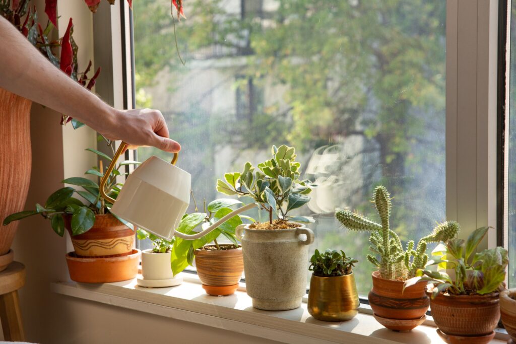 A person carefully watering potted plants on a window sill