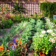 From Plot to Plant: Starting Your New Orleans Spring Garden Off Right