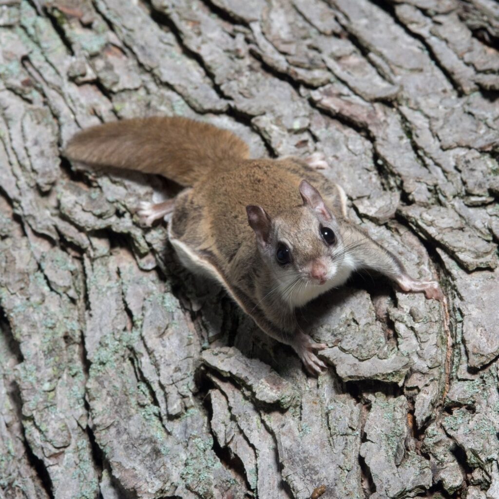 Can Flying Squirrels Transmit Rabies?