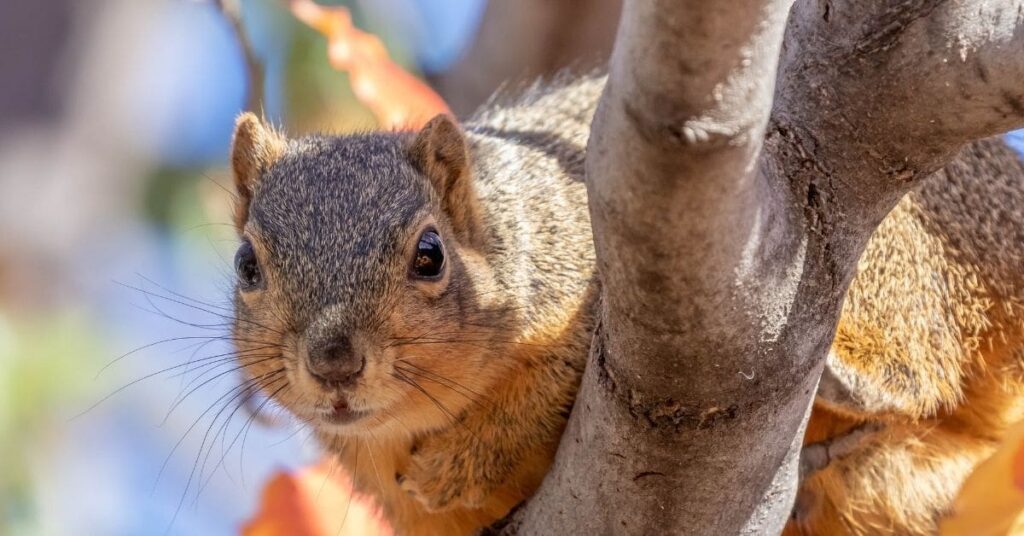 Can Squirrels Contract Rabies?
