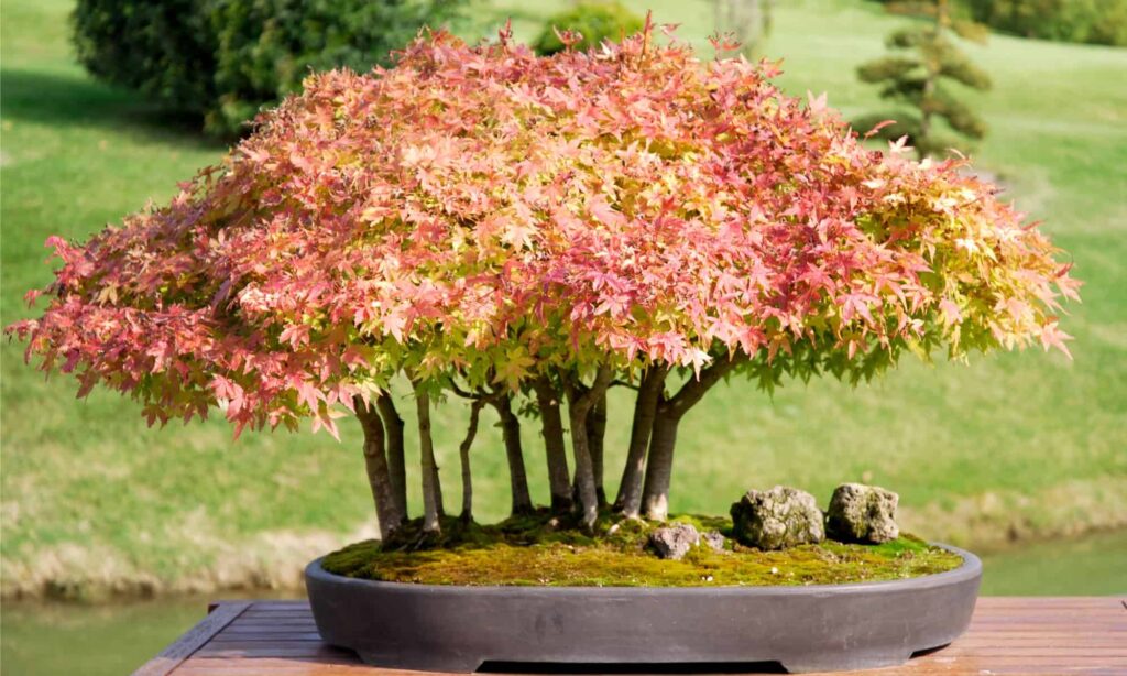 Can You Grow Bonsai Trees Indoors?