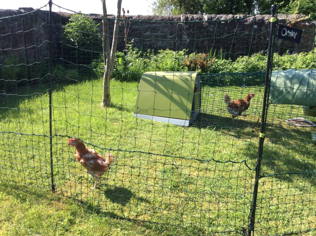 Can a Chicken Get Over a 4-Foot Fence?