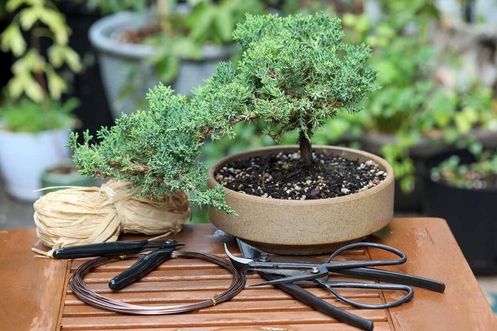 Don't Forget to Prune Your Bonsai