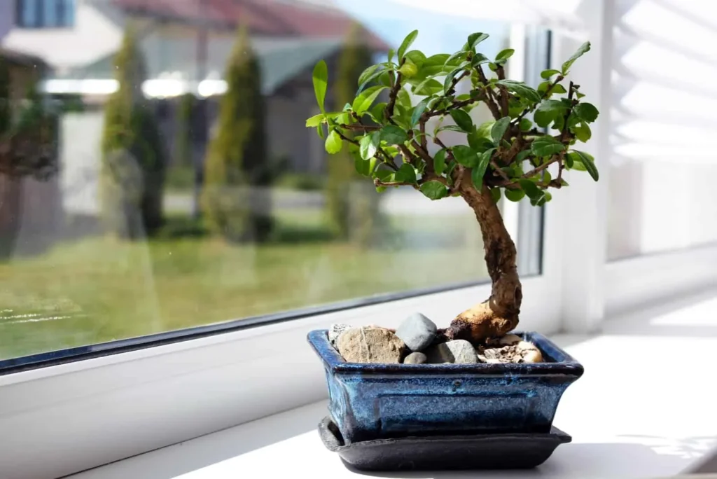 How Long Do Indoor Bonsai Trees Live For?