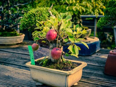 How to Get Small Leaves on An Apple Bonsai Tree