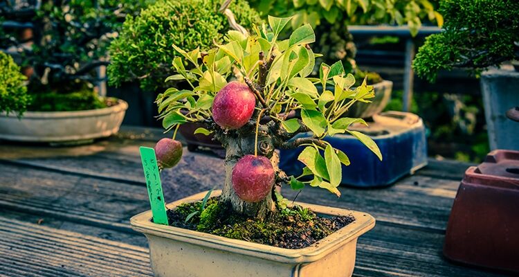 How to Get Small Leaves on An Apple Bonsai Tree