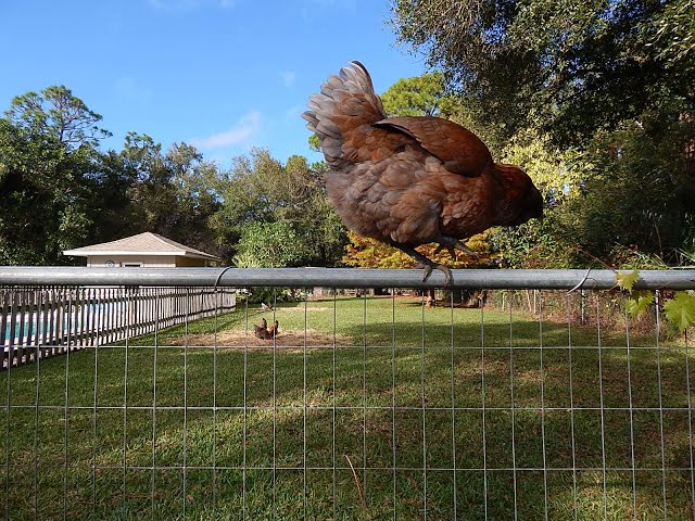 How to Prevent Chickens from Flying Over the Fence?