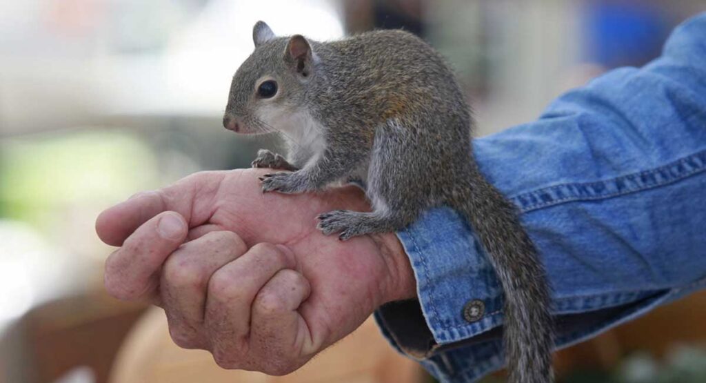 Important Things You Need to Know for Keeping a Squirrel as a Pet