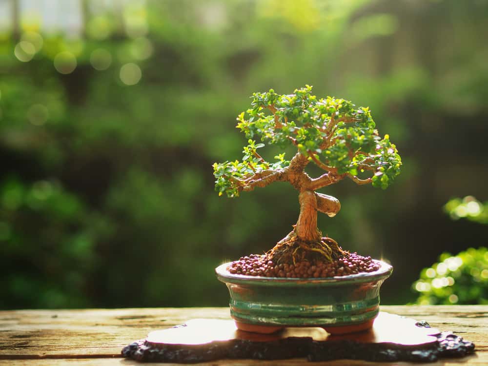 Size of a Bonsai Tree Affects the Cost