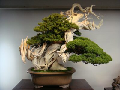 What is the Average Lifespan of a Bonsai Tree?