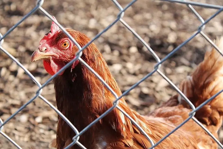 Will Chickens Fly Over a 4 Foot Fence? Organize With Sandy