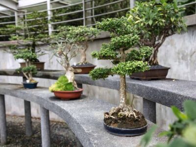 how long do bonsai trees take to grow