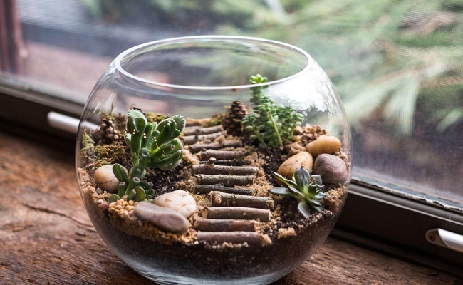 About Terrarium Plants