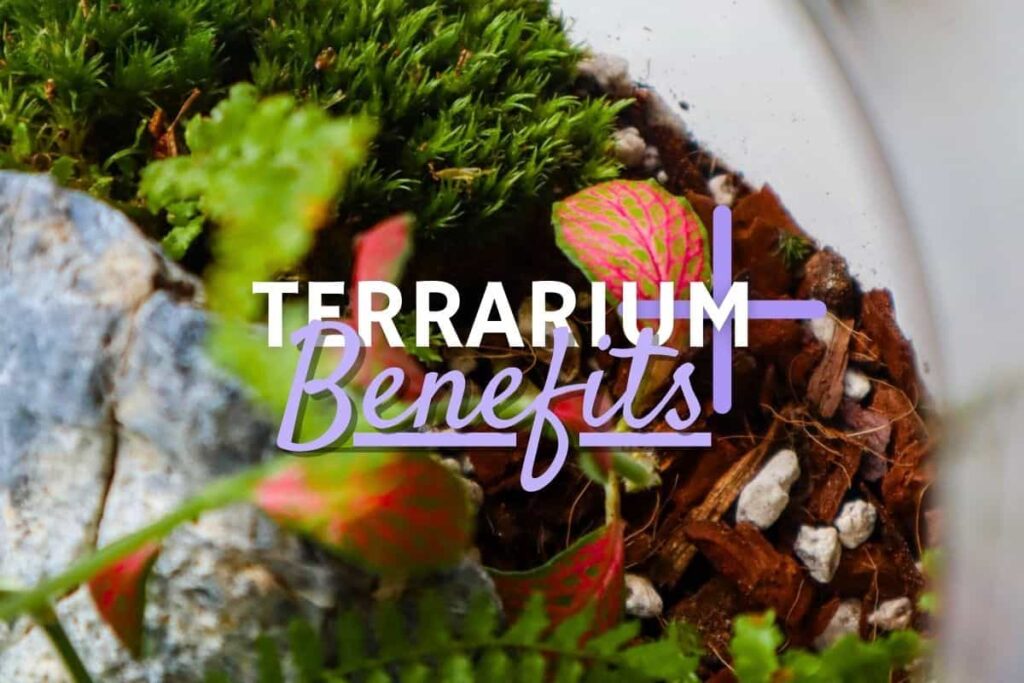 Benefits of Terrarium Plants