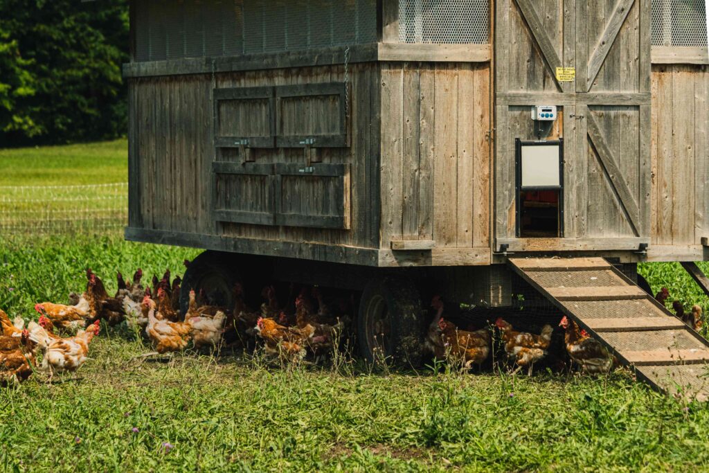 Best Practices to Follow When You Keep Chickens in Coop