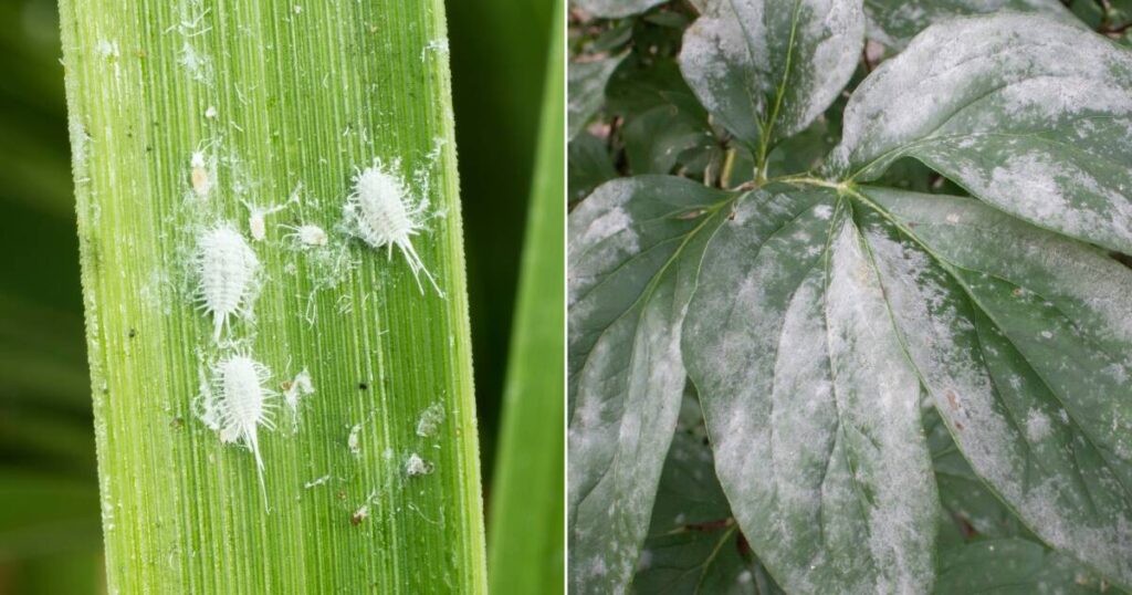 Differences Mealybugs vs Mold