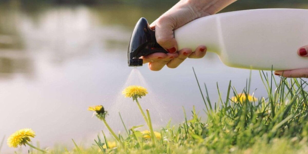 Does Spraying Vinegar on Weeds Affect the Soil? Organize With Sandy