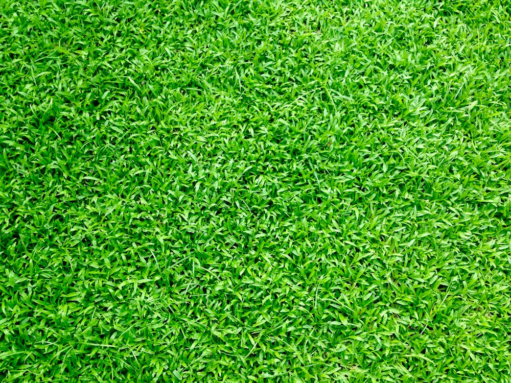 Guidelines for Lawn Care