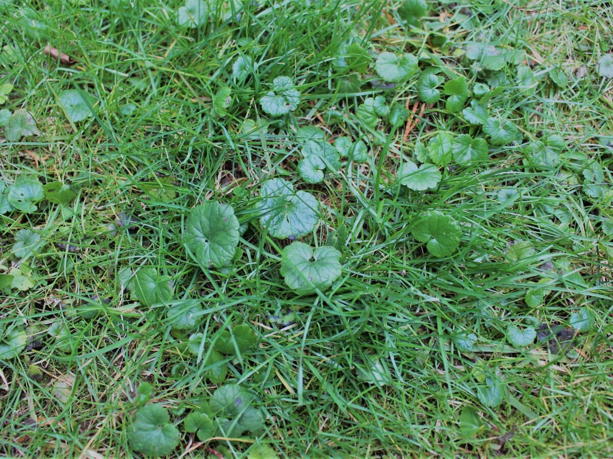 How Long Can You Store Grass Seed Expiration Date? Organize With Sandy