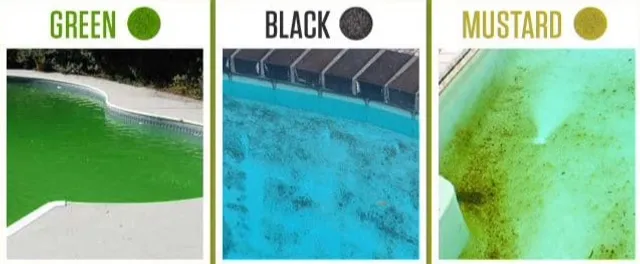 Pool Algae- Causes, Types, and Impact