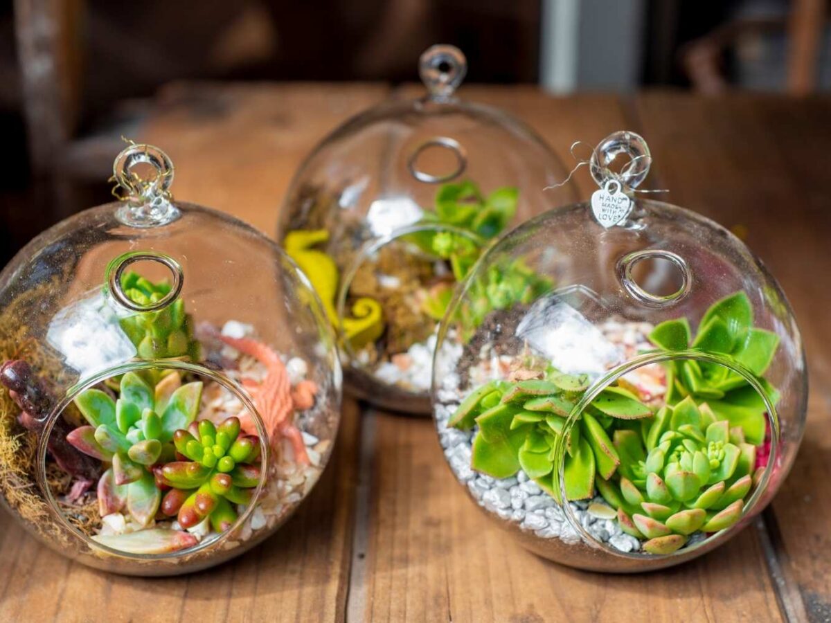 11 Plants Which Are Perfect For Your Diy Terrarium Ideas. - Organize 