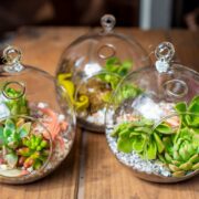 What Is a Terrarium for Plants
