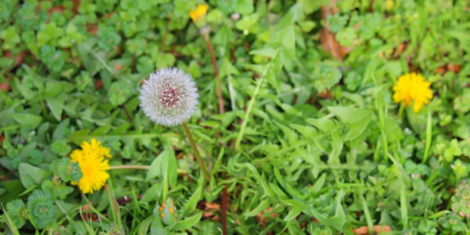 What Kills Weeds the Fastest? Organize With Sandy