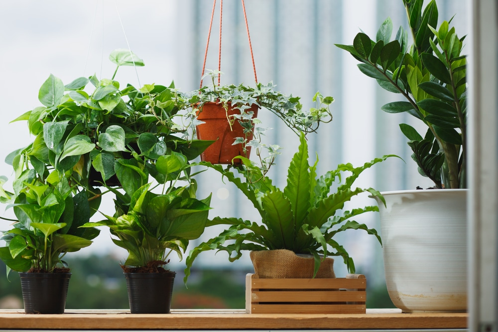 Benefits of Indoor Plants