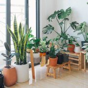 Enhancing Air Quality with Indoor Plants