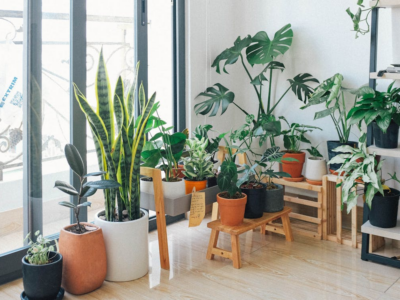 Enhancing Air Quality with Indoor Plants