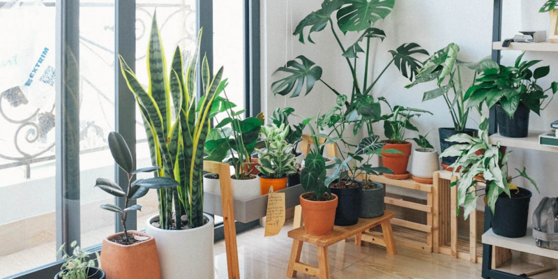 Enhancing Air Quality with Indoor Plants