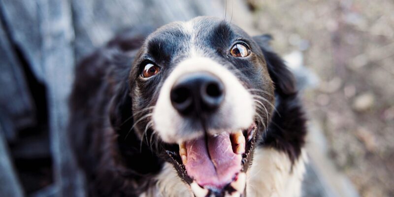 Did You Know Your Pet Might Need These Uncommon Things to Stay Healthy and Happy?